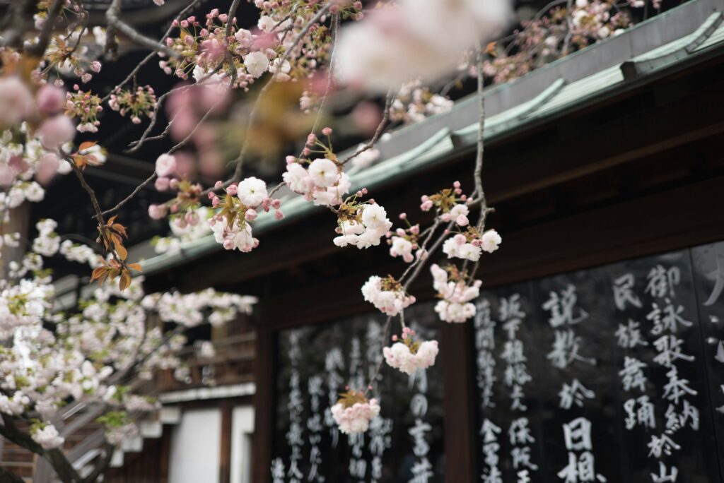 japan cherry blossoms article