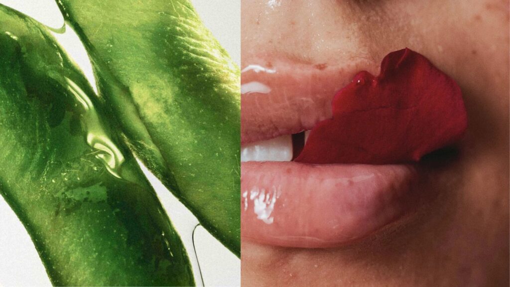 All Things Fresh: Here’s Why This Beauty Brand Is a Cult-Favourite jordianne cornejo portfolio fresh beauty